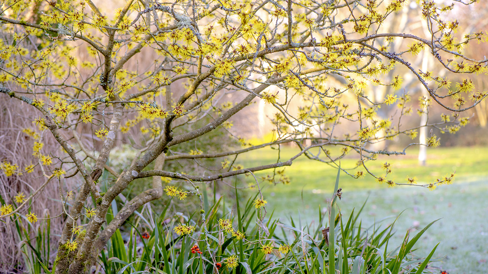 Pruning Witch Hazel: Simple Techniques for Healthy Shrubs