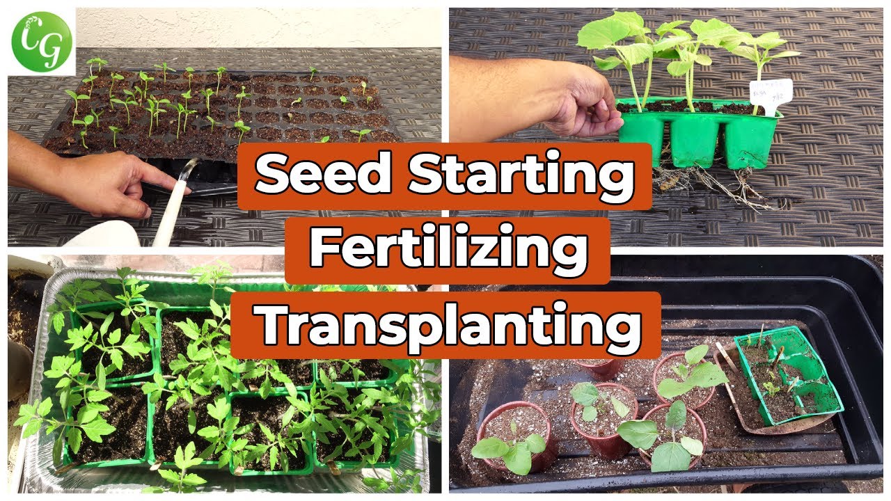 How to Use Organic Fertilizer Seedlings (Simple Tips for Success)