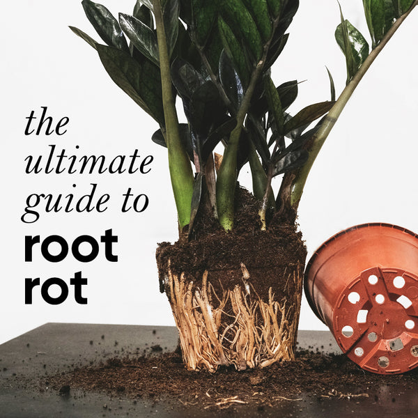 Plants in Standing Water: Easy Guide to Grow Them(How to Avoid Root Rot When Growing These Plants)