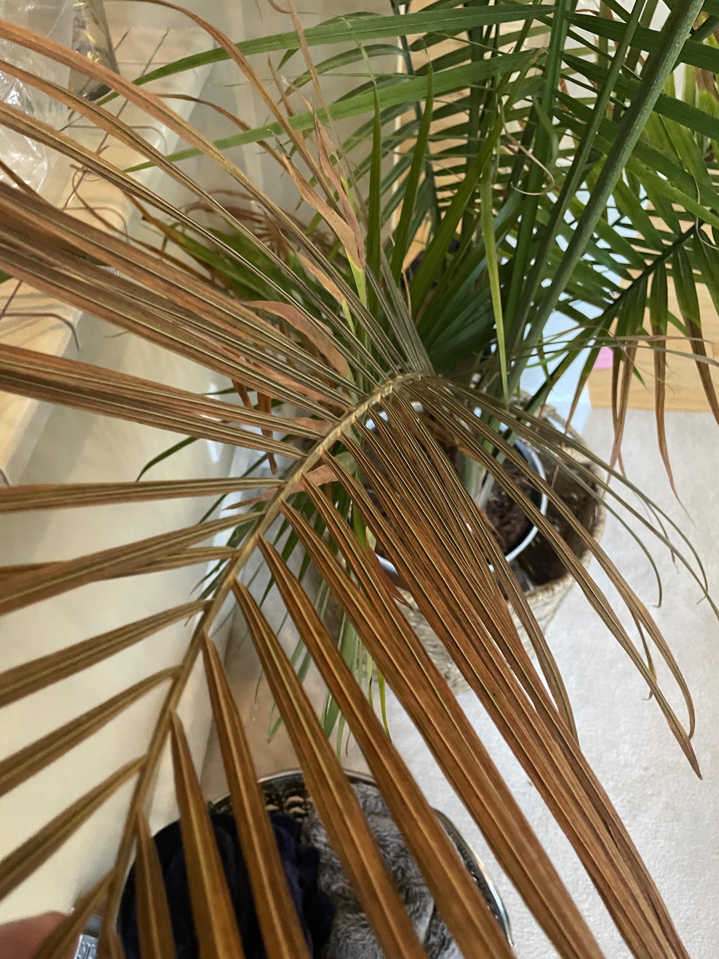 Majesty Palm Diseases Pictures: Keep Your Palm Healthy