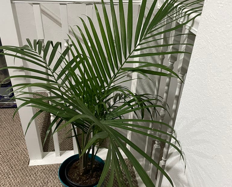 Majesty Palm Potting Soil: Whats the Best Mix for Happy Plants?