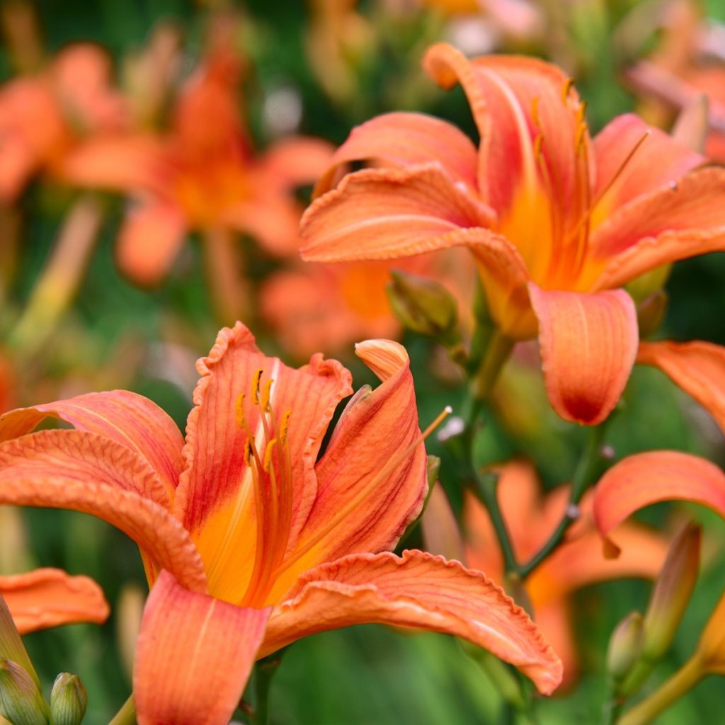Fertilizing Daylilies: Essential Nutrients for Healthy Growth