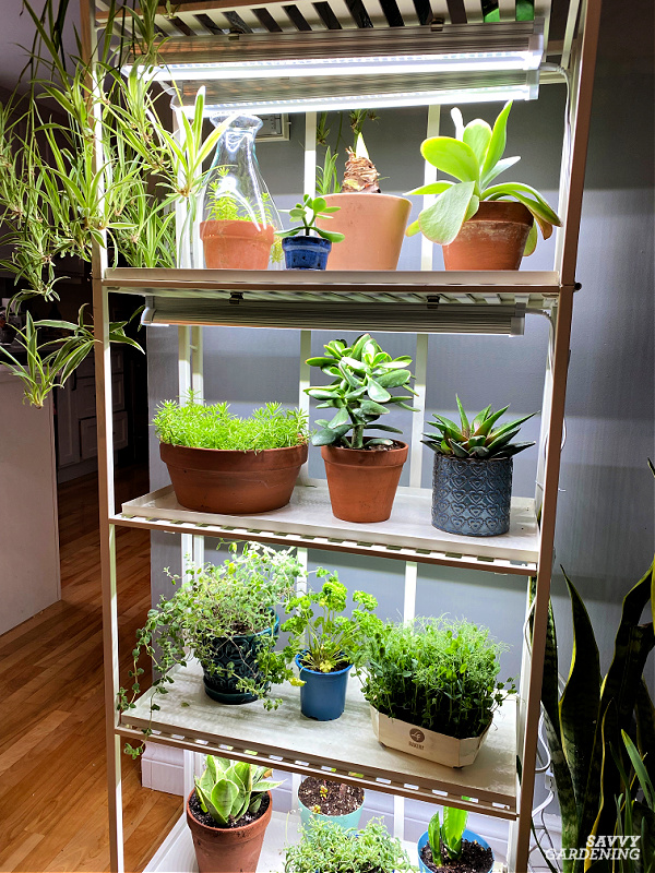 How to Choose Grow Light Stands for Indoor Plants