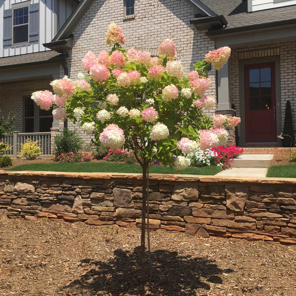 Where to Buy Standard Hydrangea Tree? Top Picks & Advice