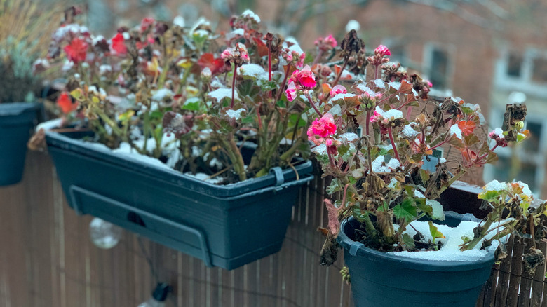 Stop Pests on Geraniums: Easy Ways to Protect Your Plants