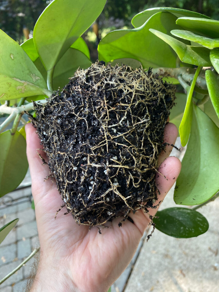 Repotting Hoya: When and How to Do It for Happy Plants