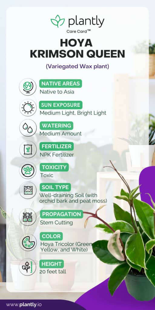 Learn Hoya Krimson Queen Care: Quick and Easy Steps
