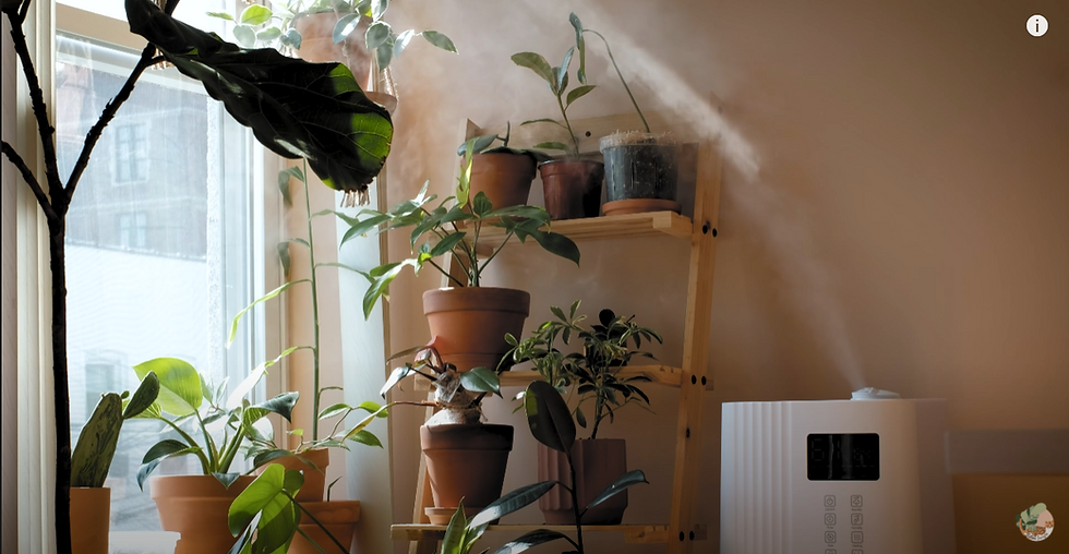 Plant Care 101: Knowing What Temperature Is Too Hot For Plants