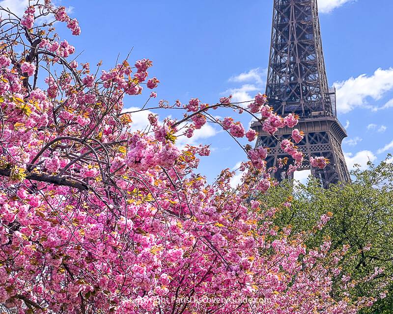 Flowers of France to See Before You Die: Iconic Types (Plus a Map to the Best Spots)