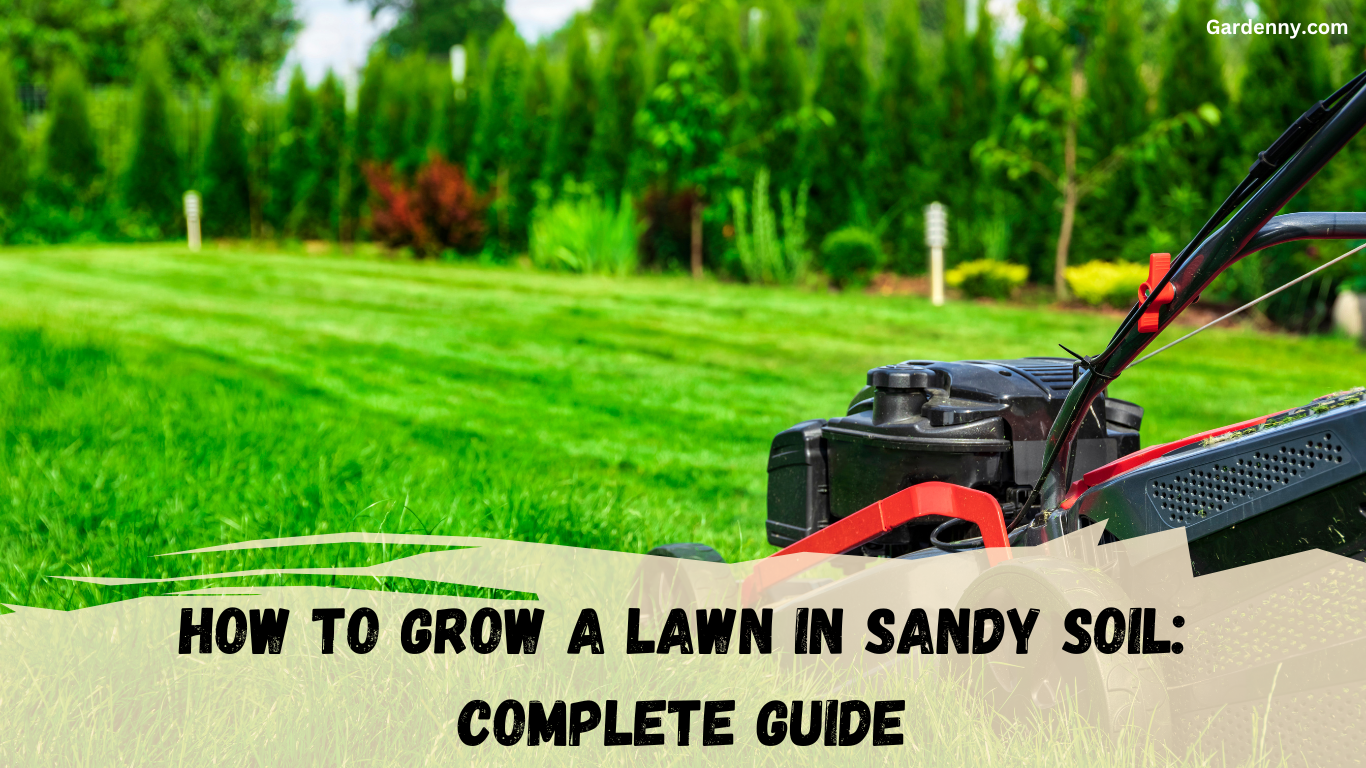 Grow a Lawn in Sandy Soil: Easy Guide for Beginners