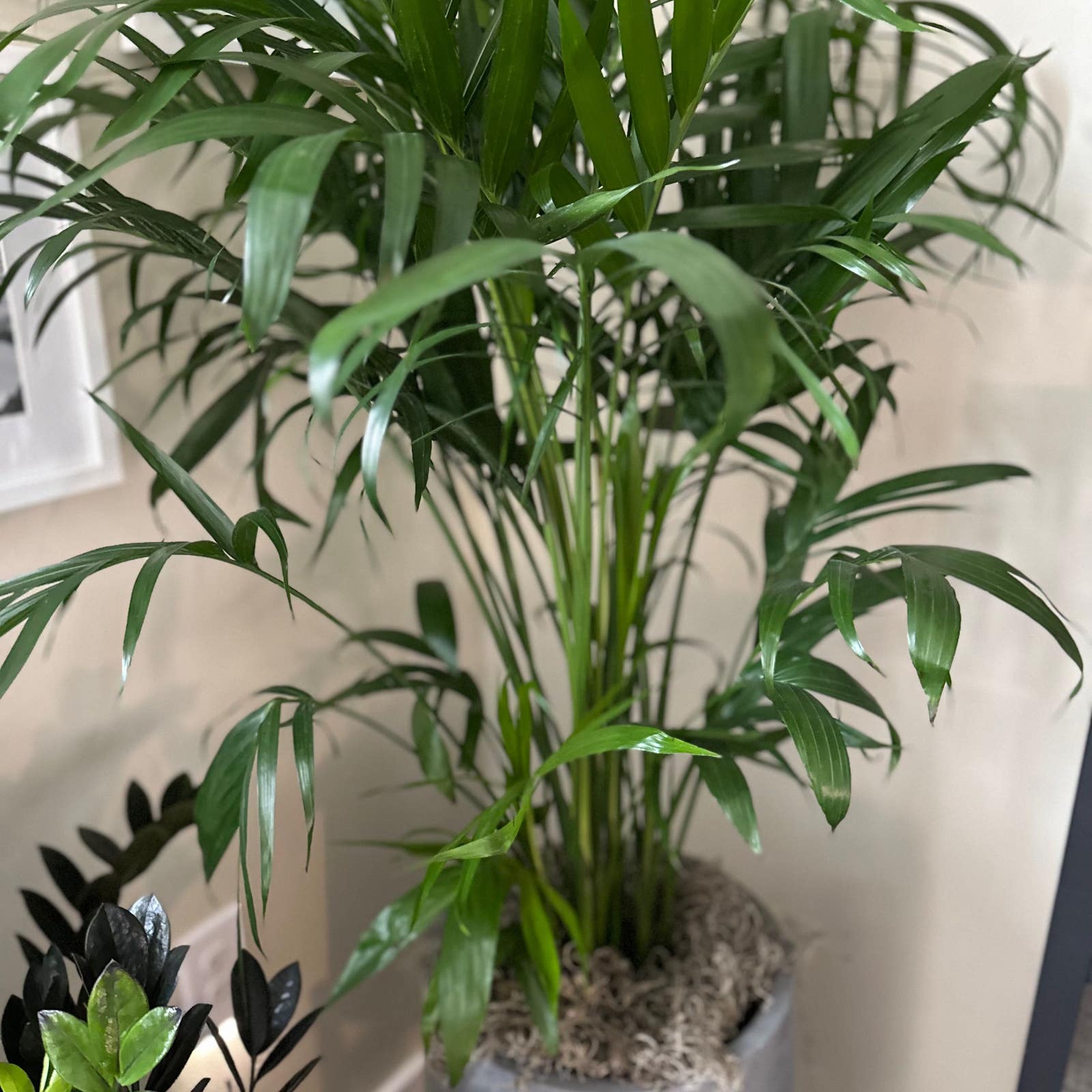 Palm Tree Repotting: A Beginners Guide to Repotting Your Palm.