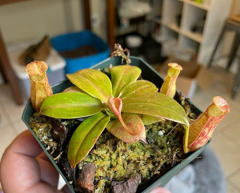 When to Repot Pitcher Plants (Signs Its Time and How to Do It Right)