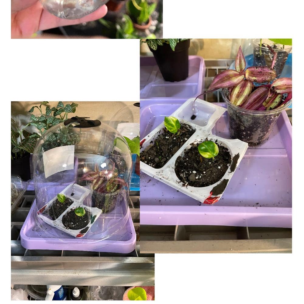 Can I Pour Oyster Plant Food Water Directly into the Soil?