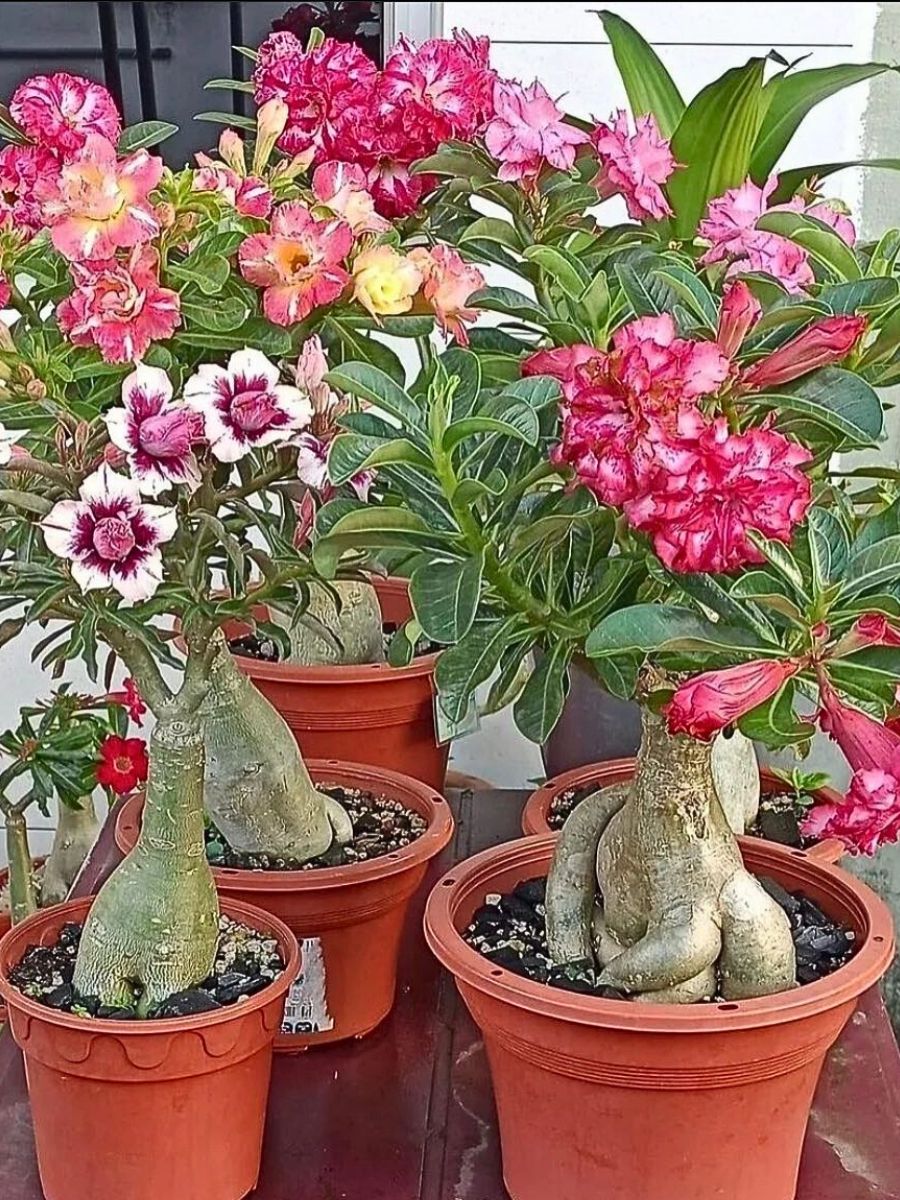 Ideal Desert Rose Temperature: Secrets to a Healthy Plant!