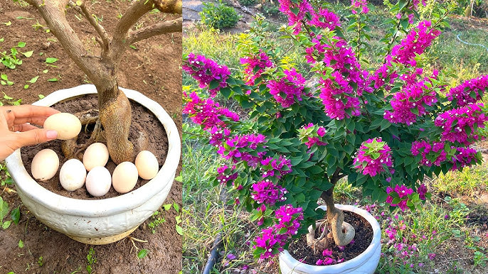 Top Tips for Repotting Bougainvillea Plants Like a Pro