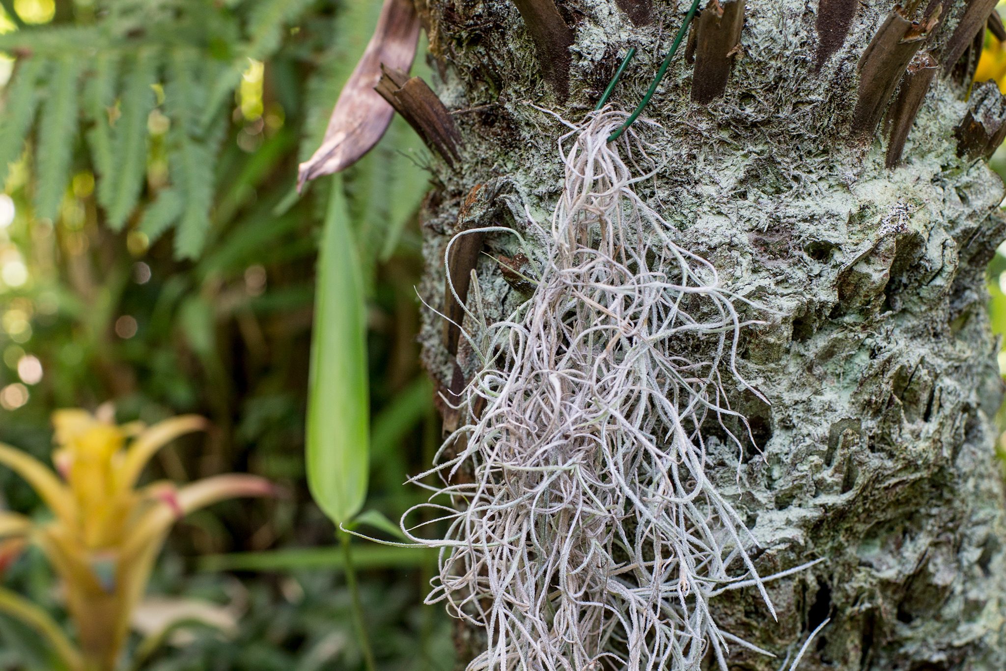 How to Care for Spanish Moss: A Simple Guide for Beginners