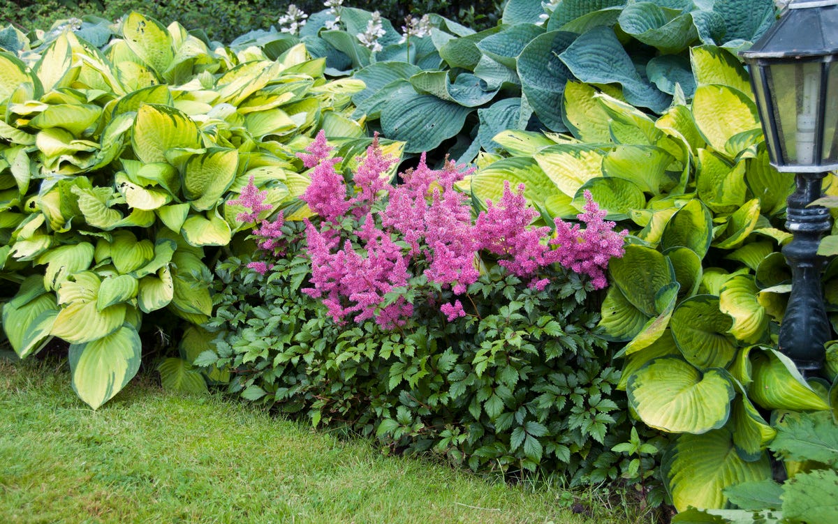 What shade plants for clay soil thrive? Find out here