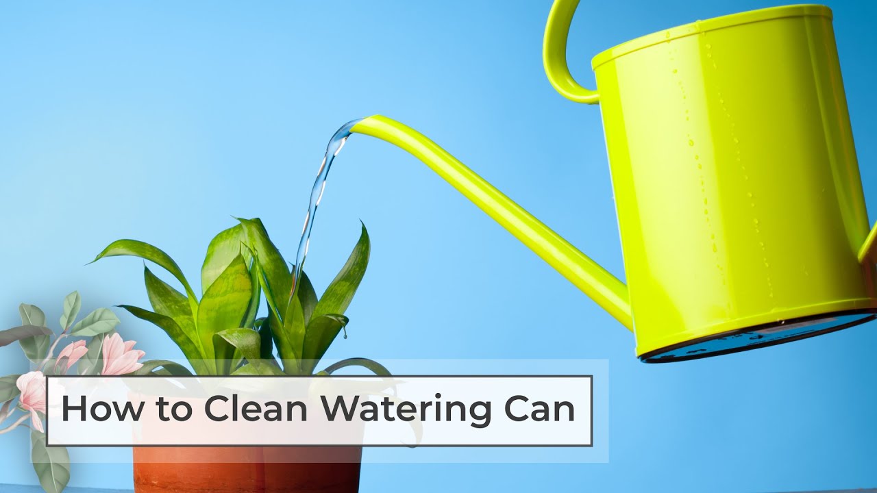 Tin watering can care tips: how to clean and maintain it properly