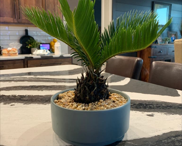 Sago Palm Temperature Tolerance: What You Need to Know