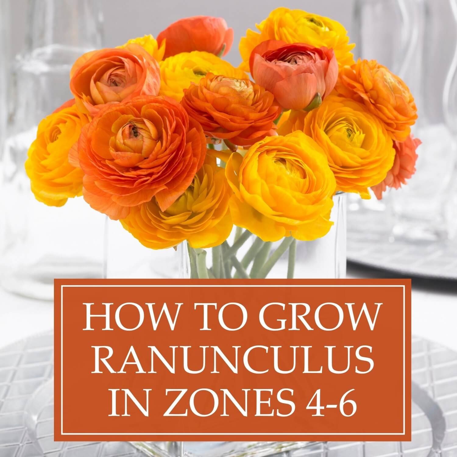 Keep Your Ranunculus Alive: The Ideal Temperature They Can Tolerate