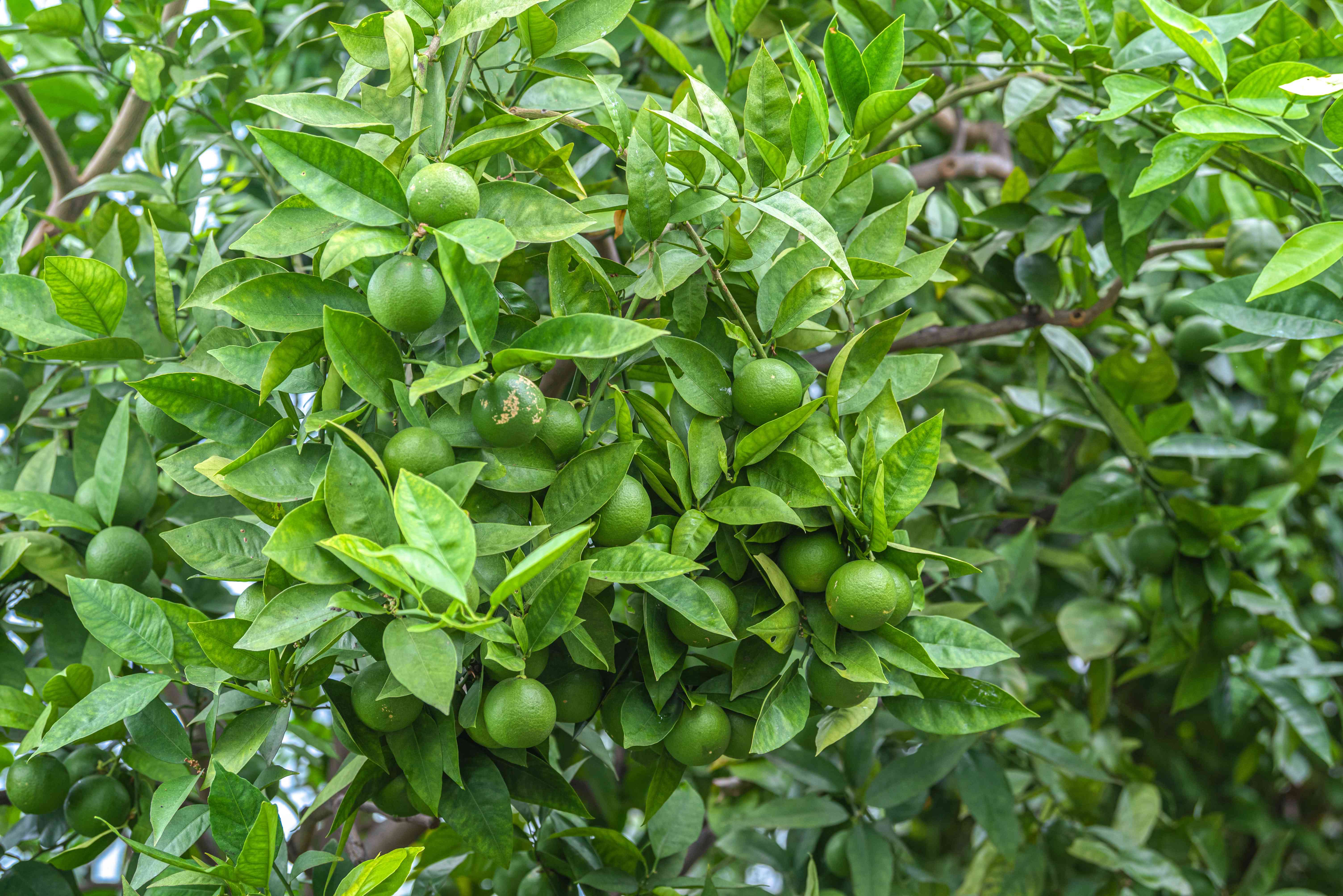 Lime Tree Care Tips and Tricks (Grow a Healthy Tree)