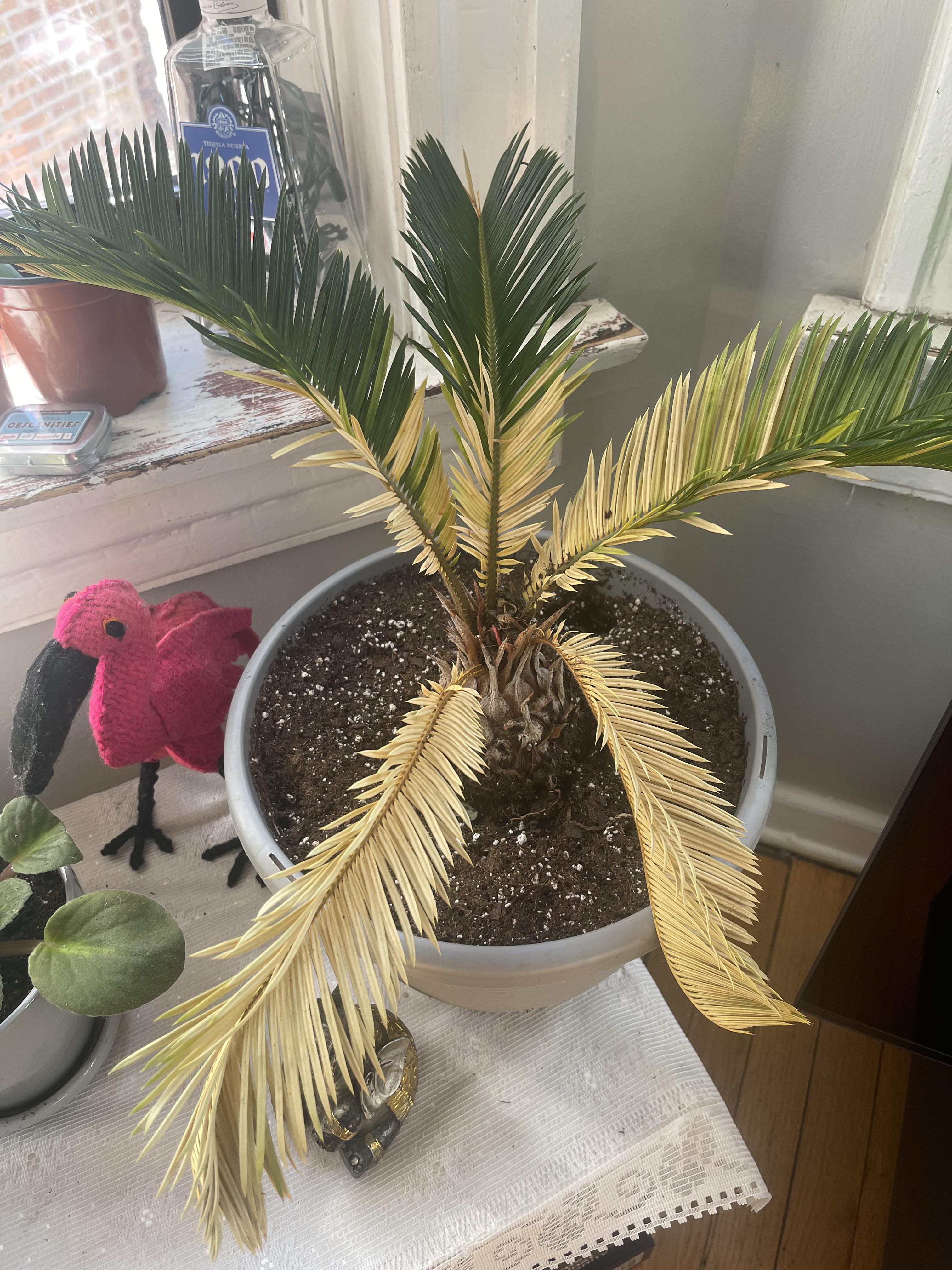 Help! My Sago Palm is Yellowing (Fertilizing Sago Palms to Fix Nutrient Problems)