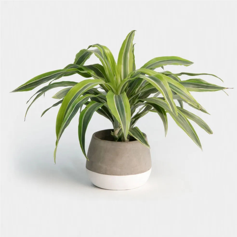 Dracaena Lemon Lime Care: Watering, Light, and More