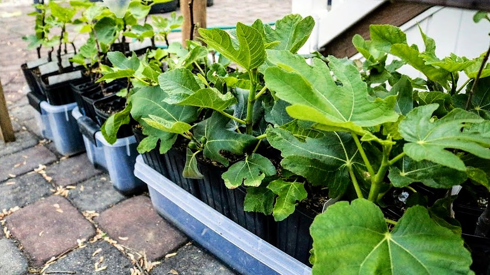 Can Potted Figs Survive Cold? Temperature Tolerance Explained