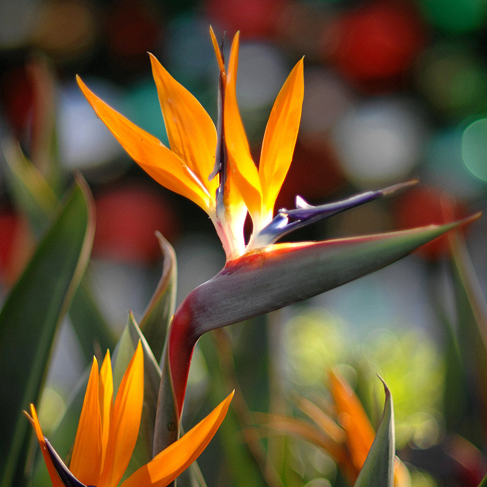 Where to Buy Birds of Paradise Flowers: Find the Best Plants and Deals Online