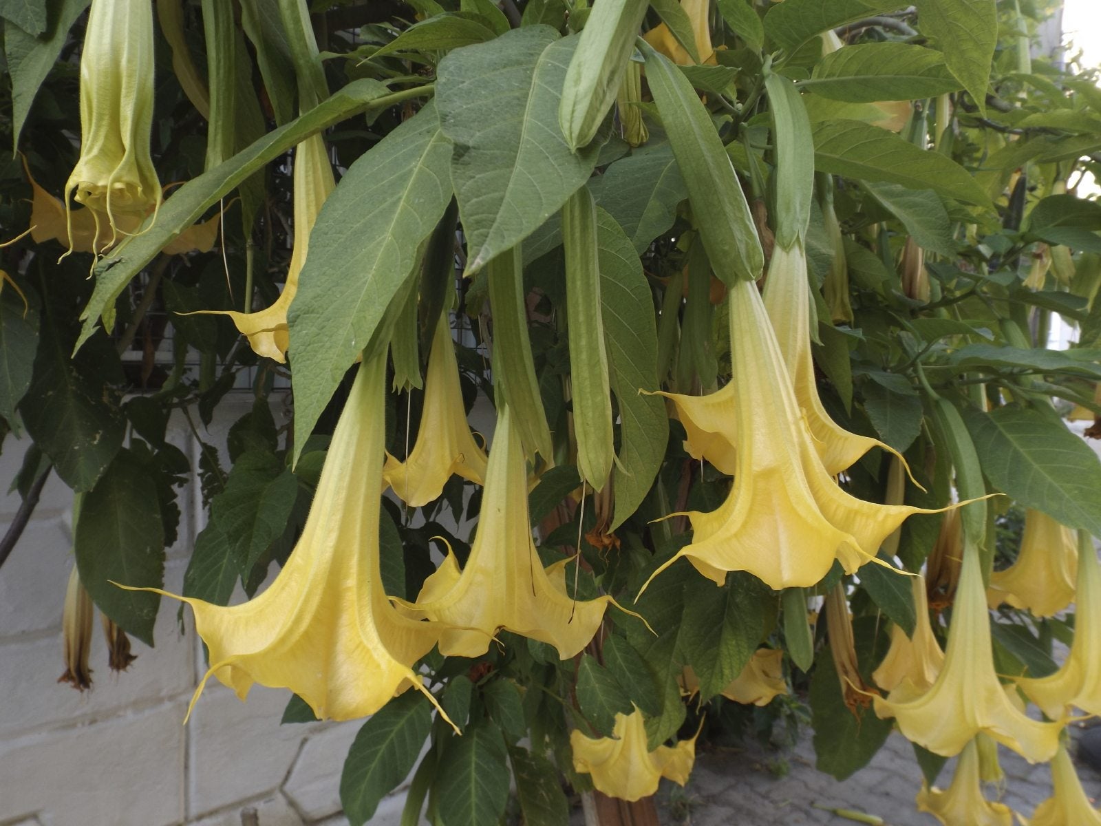 Angel Trumpet Diseases Pictures: Identify Common Problems