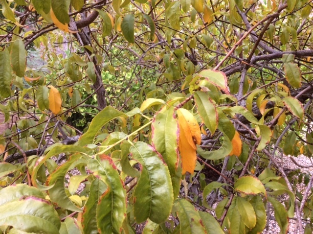 Peach Tree Overwatering: Simple Tips for Proper Watering