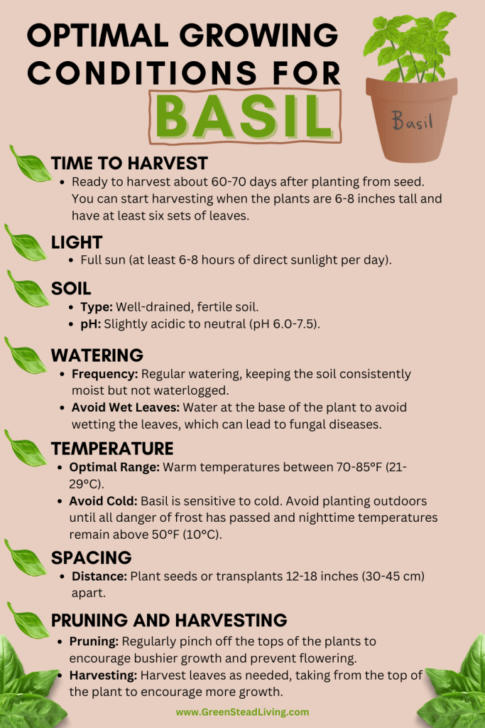 Basil Low Temperature: Optimal Range and Frost Protection