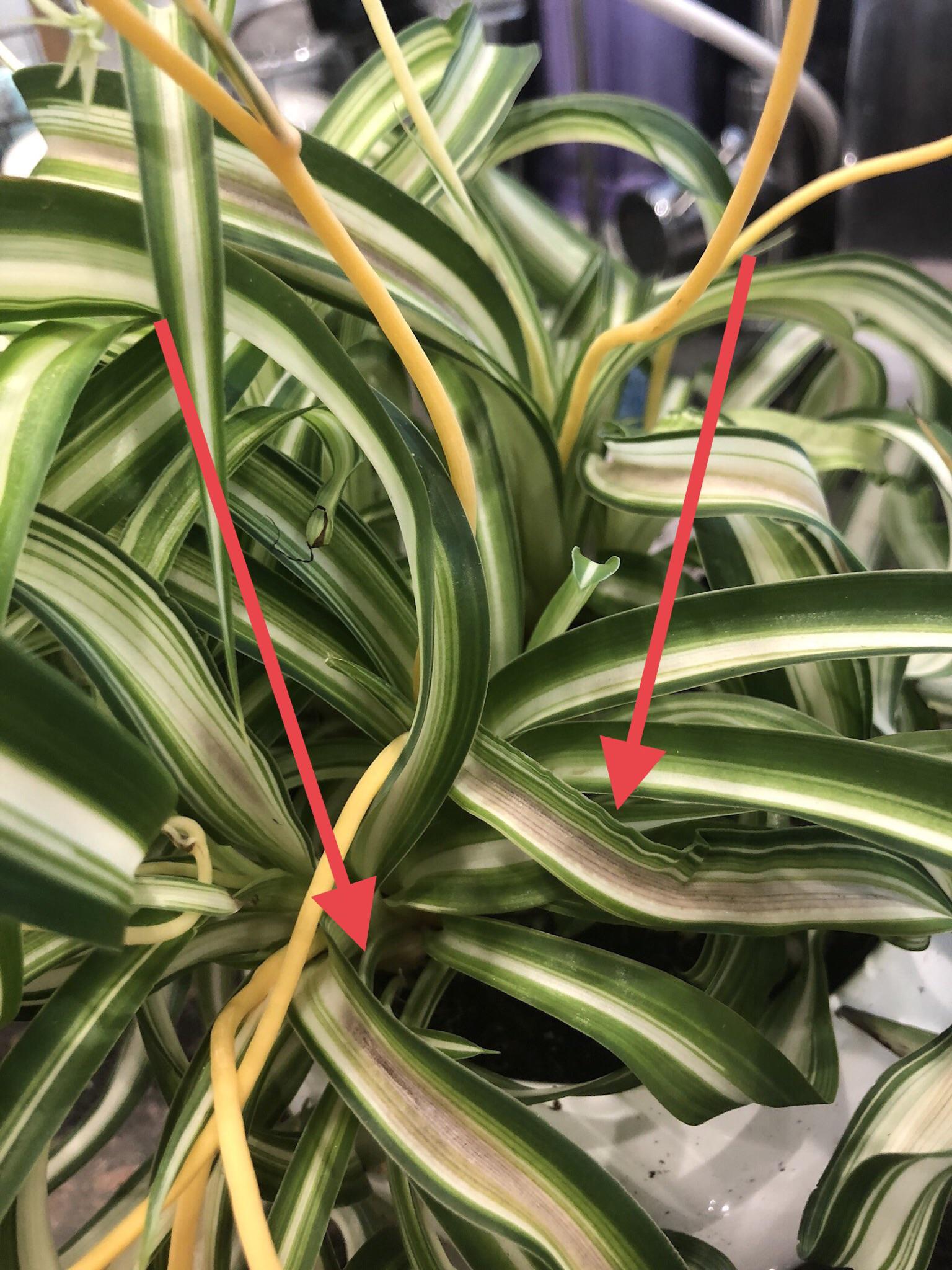 How to tell if youre overwatering your spider plant? Look for these signs!
