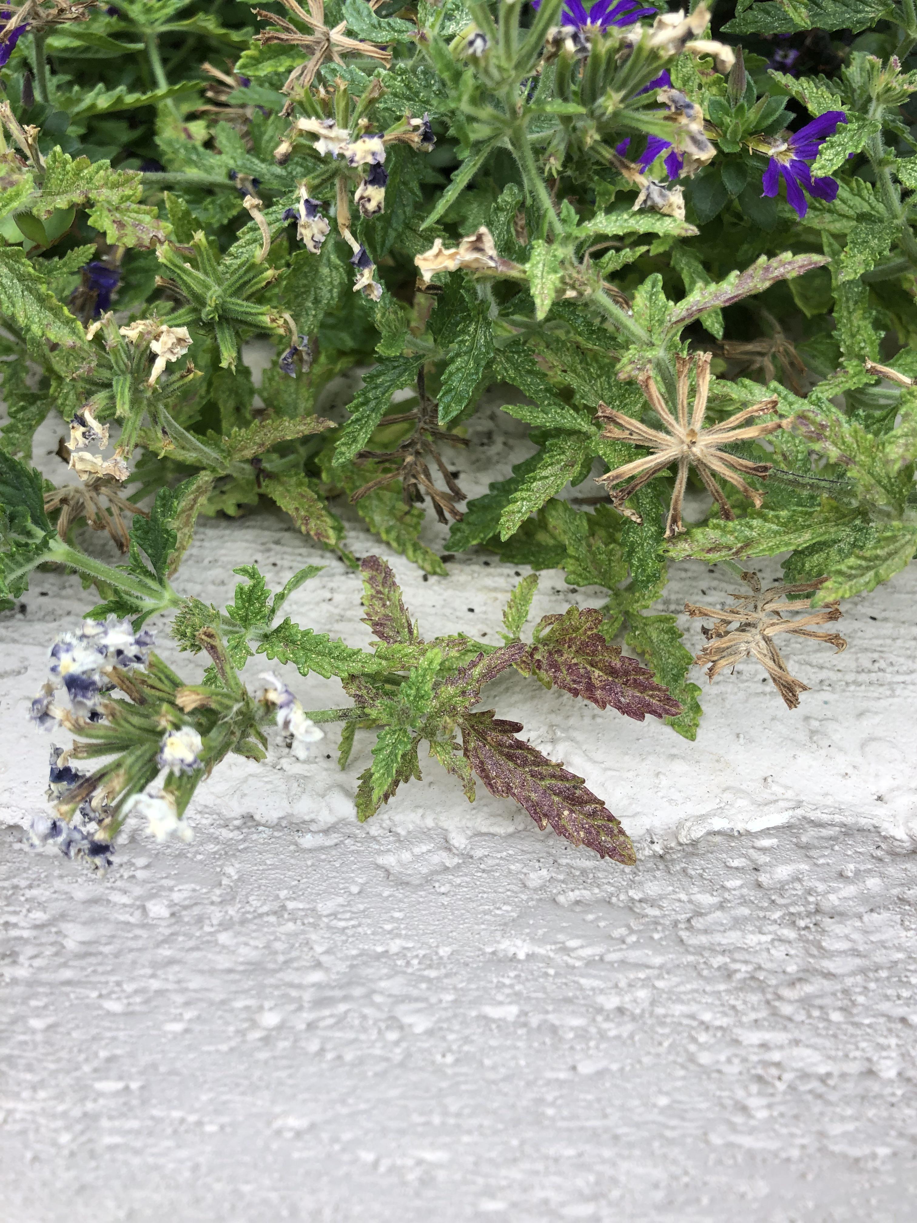 Verbena Diseases Pictures: Common Problems and Solutions