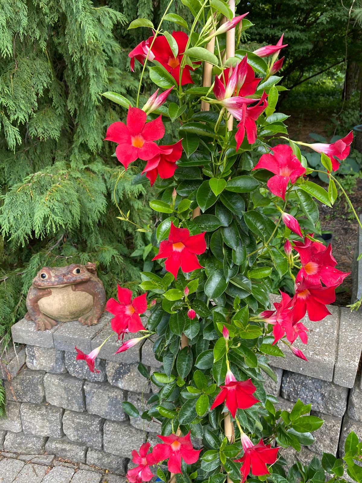 Best Fertilizer for Mandevilla: Top Picks for Lush Growth