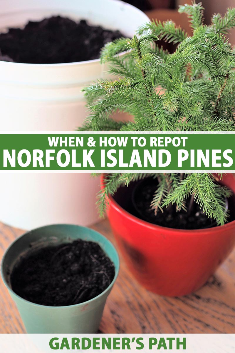 Norfolk Pine Care: Repotting and Soil Mix Guide