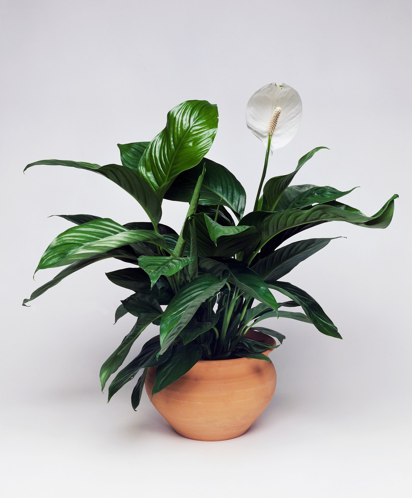 white anthurium peace lily temperature tolerance (the best temperature for your plants)