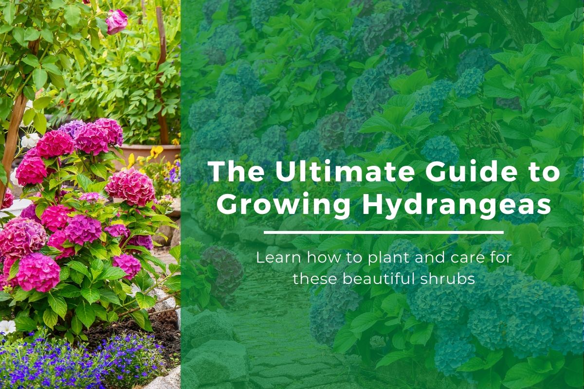 The Beauty of Green Flowers Hydrangea: A Guide to Planting