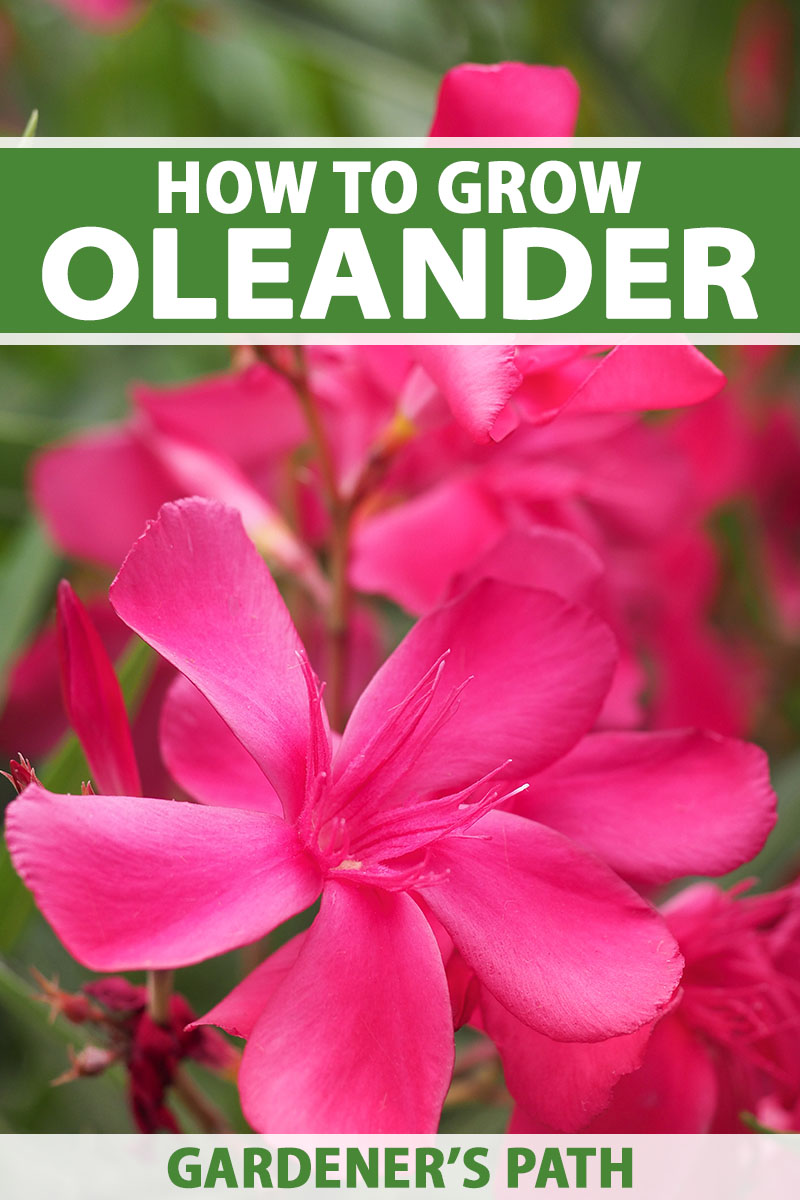 Growing standard oleander: A simple guide to planting, pruning, and propagating tips