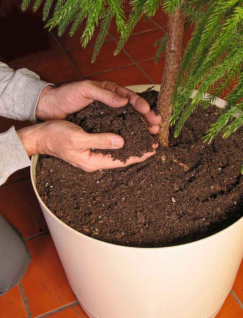 Norfolk Pine Care: Repotting and Soil Mix Guide