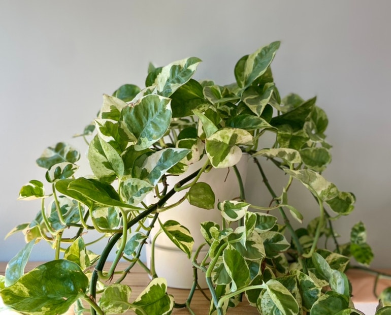 Keep Your Pothos Healthy: Understanding Common Diseases