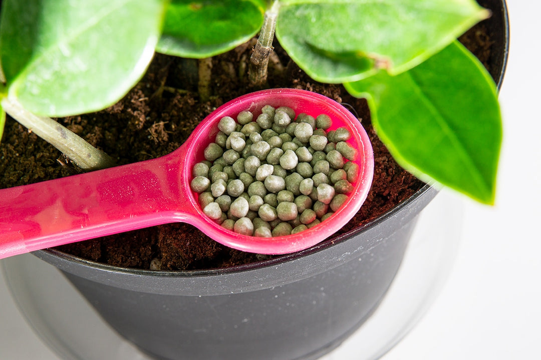 Get the Best Slow Release Fertilizer for Plant Nurseries (How the Best Slow Release Fertilizer for Plant Nurseries Help Plants Grow)