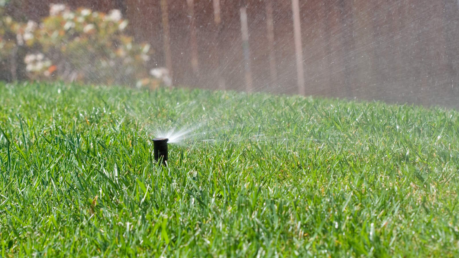 When to start watering lawn in spring? Watch out for these signs!