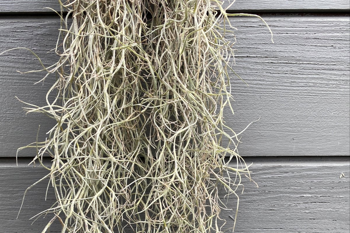 Spanish Moss Care: How to Keep it Healthy and Thriving