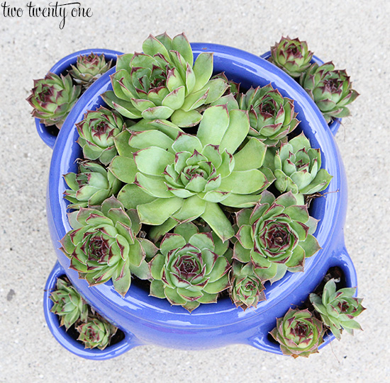 Beautiful Hens and Chicks Flowers: Care and Maintenance