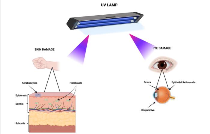 Understanding UV Bactericidal Lamps: How They Kill Germs