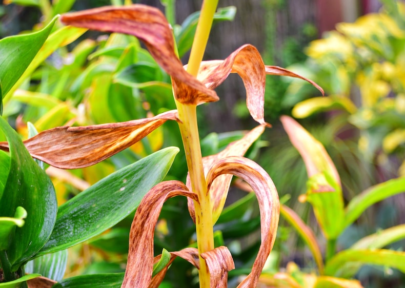 Diseases of lilies: Learn how to prevent and treat the most common issues