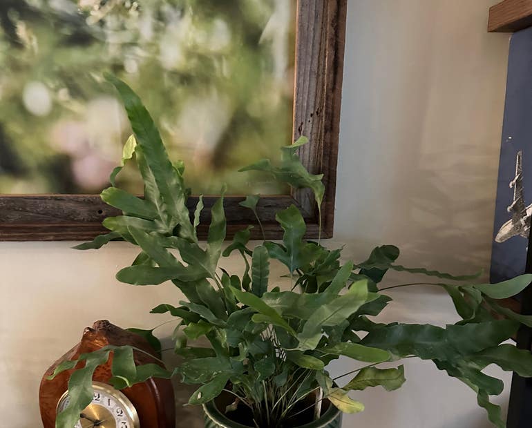 Repotting Rabbit Foot Fern the Right Way (Avoid These Common Mistakes)