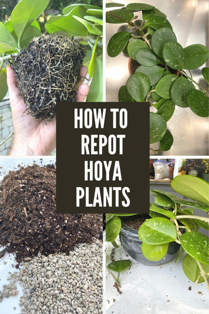 Repotting Hoya: When and How to Do It for Happy Plants