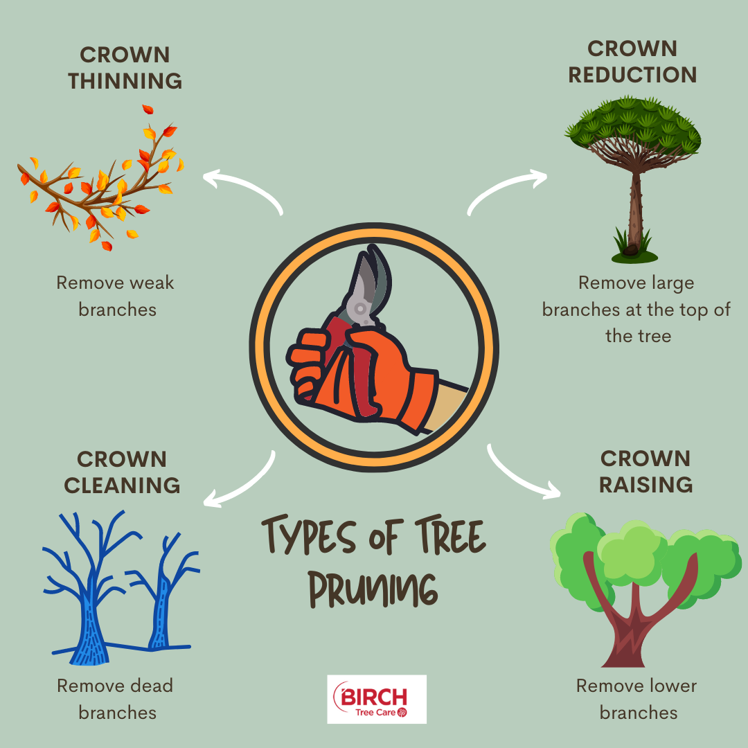How to Prune Birch Trees: A Simple Guide for Beginners
